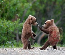 cute,little,bear,nature-dcd2ccb570f3f7c7d3e2d6a1ae553257_m