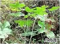 八角莲