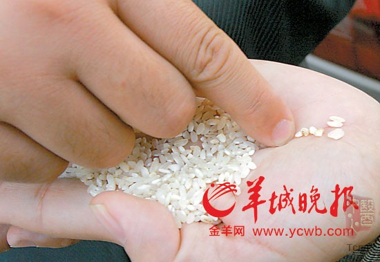 12月8日,从河粉厂取的样米中有不少已发生霉变 12月8日,从河粉厂取的样米中有不少已发生霉变