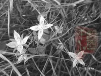 inserted image