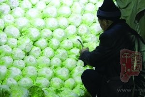 山东菜贩储运白菜喷甲醛保鲜 已成业内潜规则