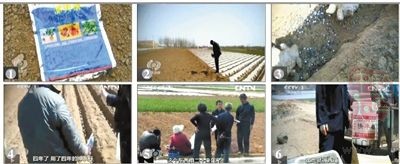 种姜用剧毒农药 不出口专内销
