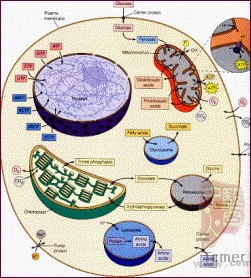 cell