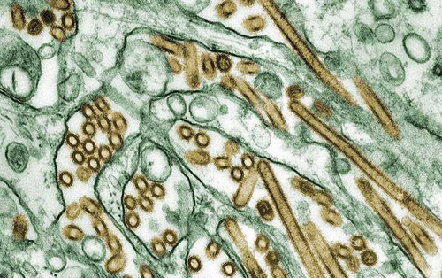 路透社:新型H10N8禽流感引科学家担忧
