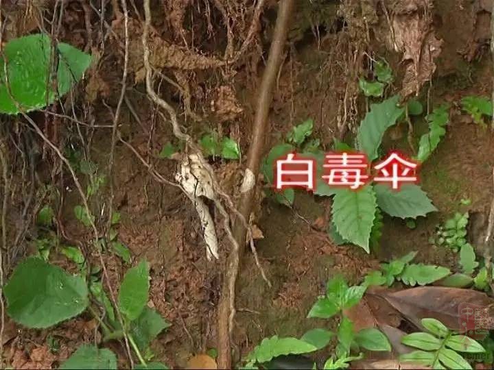 广州部分景区现毒蘑菇几克就能致死 街坊不以为然