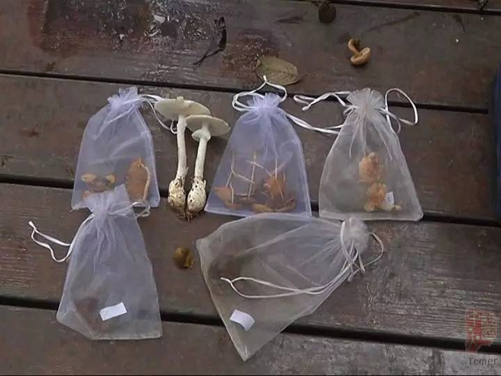 广州部分景区现毒蘑菇几克就能致死 街坊不以为然