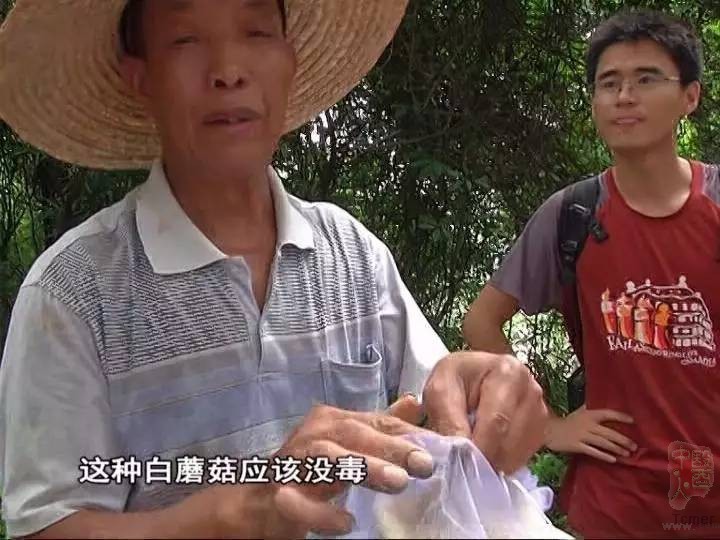广州部分景区现毒蘑菇几克就能致死 街坊不以为然