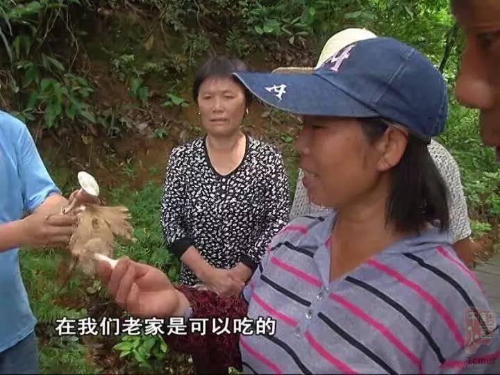 广州部分景区现毒蘑菇几克就能致死 街坊不以为然