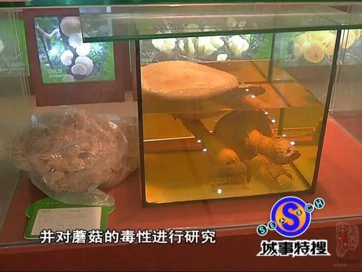 广州部分景区现毒蘑菇几克就能致死 街坊不以为然