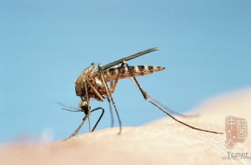 6种人最爱招蚊子 看看你是哪种?