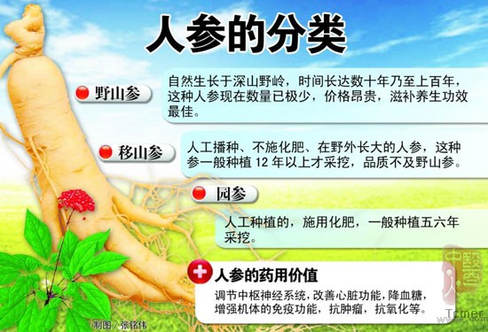 种参人称两棵养20年人参自己消失疑系死亡腐烂