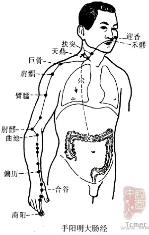 手阳明大肠经