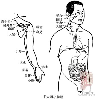 手太阳小肠经