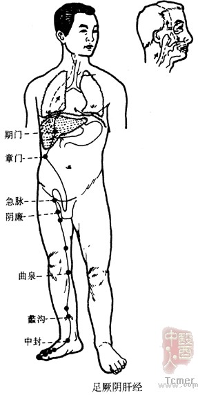 足厥阴肝经