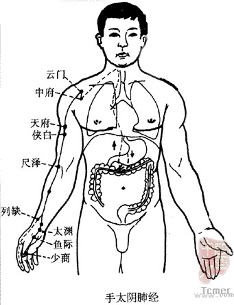 手太阴肺经