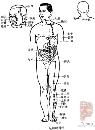 足阳明胃经