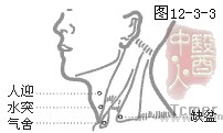 足阳明胃经穴