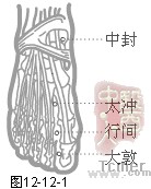 足厥阴肝经穴