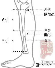 足厥阴肝经穴