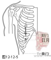 足厥阴肝经穴